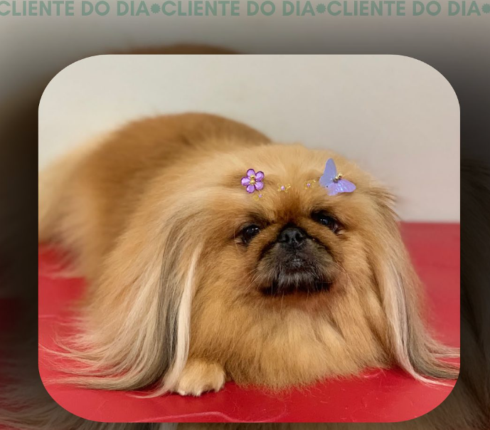 foto de UM PACOTINHO DE PELOS E DE MUITO AMOR!