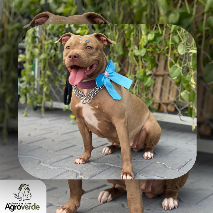 foto de O SORRISÃO DE QUEM AMOU OS CUIDADOS NO BANHO E TOSA DA AGROVERDE