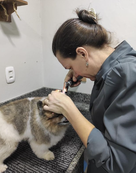 foto de OTOSCOPIA: UM EXAME QUE PODE SALVAR O OUVIDO DO SEU PET