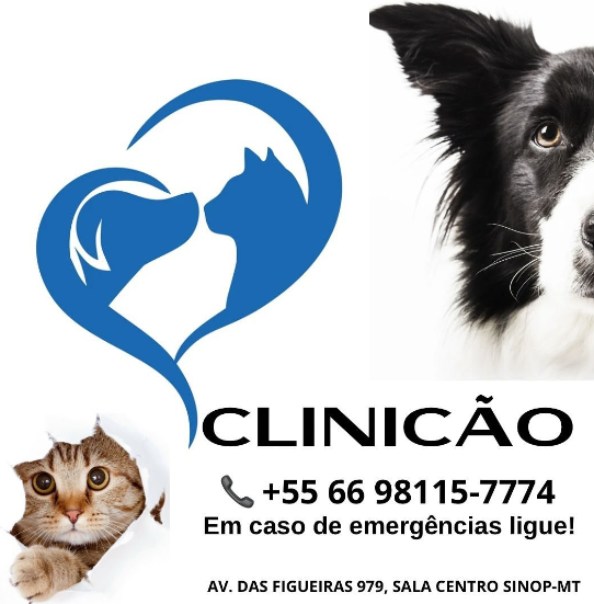 foto de ATENDIMENTO VETERINÁRIO DE EMERGÊNCIA