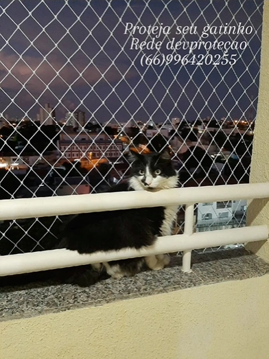 foto de PROTEJA SEU GATINHO COM REDE DE PROTEÇÃO