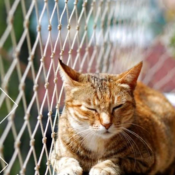 foto de REDE DE PROTEÇÃO PARA GATOS