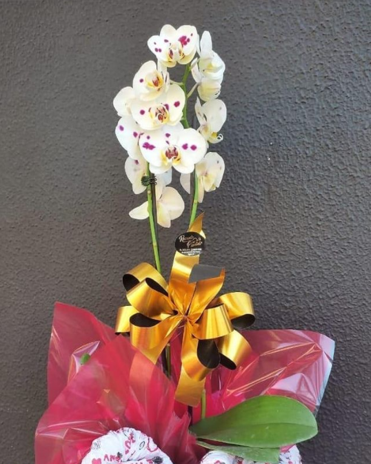 foto de Variedade em Orquídeas