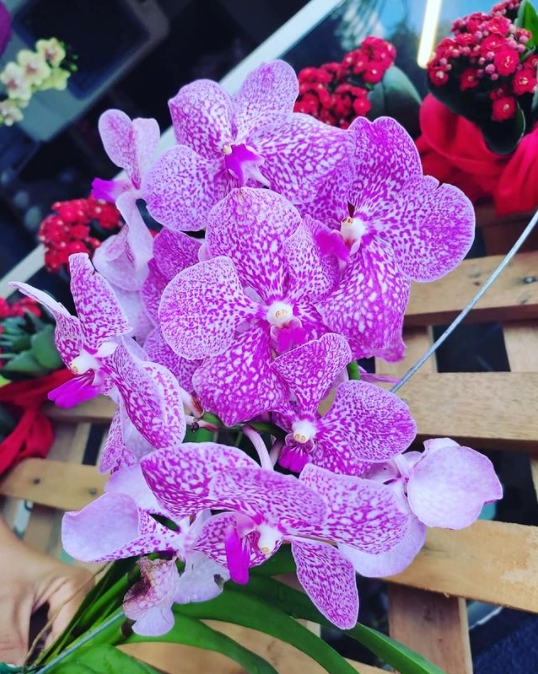 foto de Orquídeas Vandas