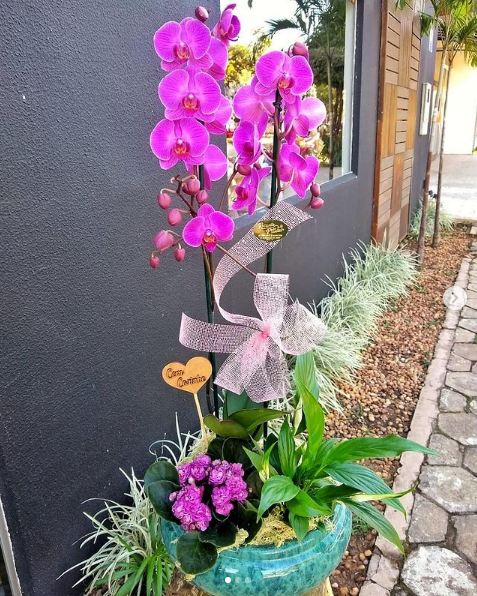 foto de Orquídeas!