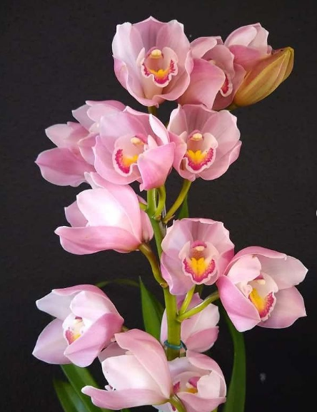 foto de Orquídeas Cymbidium!