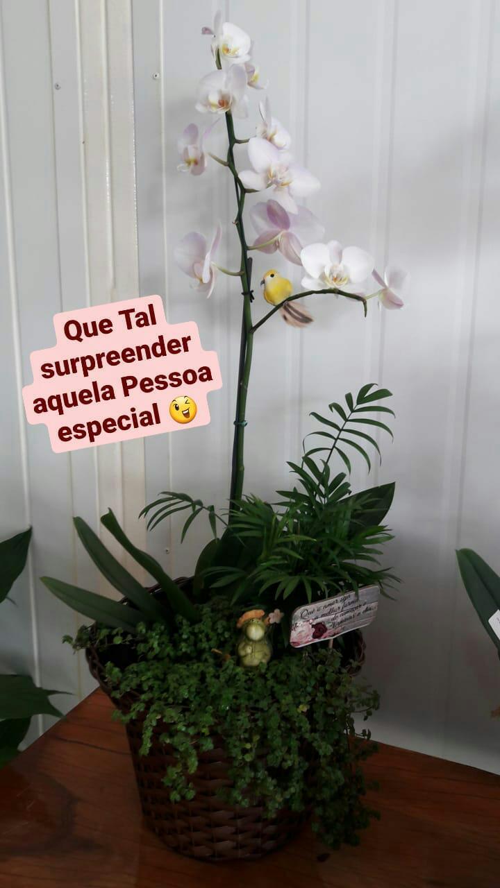 foto de Lindas Orquídeas