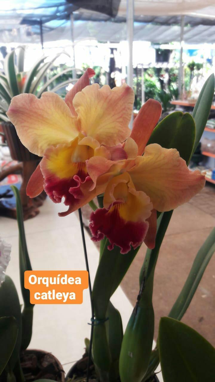 foto de CASA DAS FLORES JARDINS E PRESENTES - Orquídeas