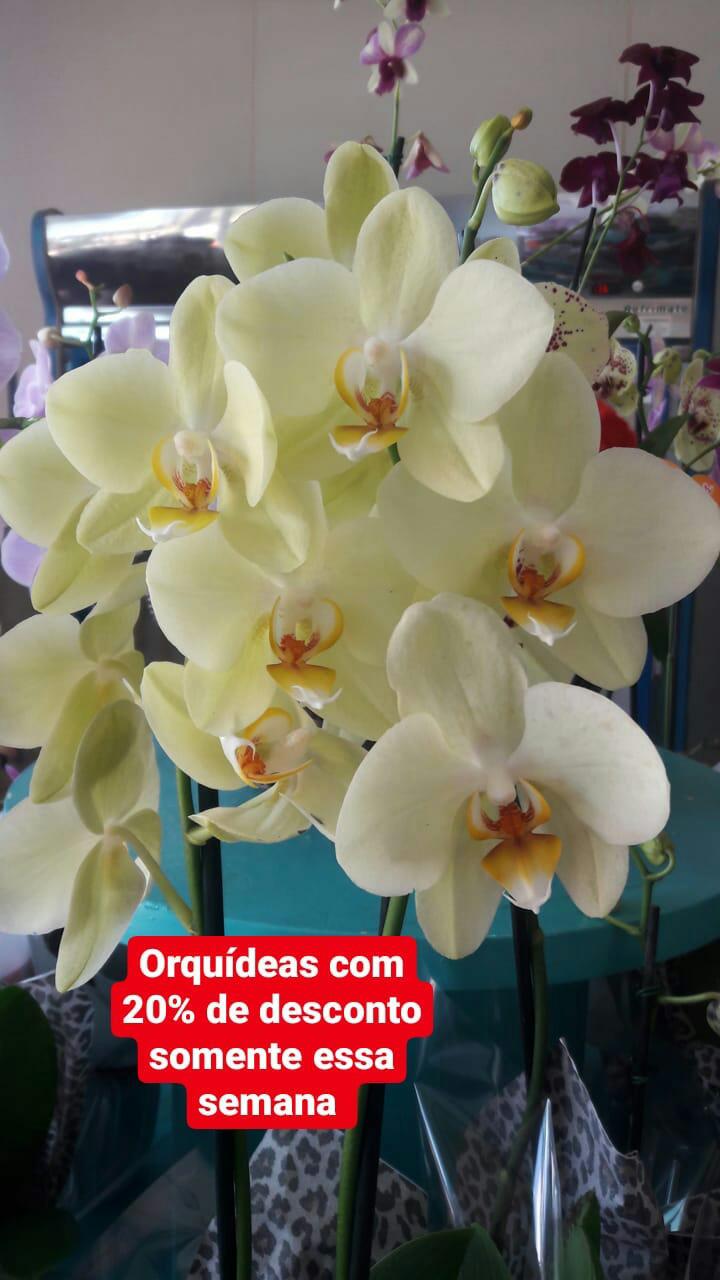 foto de CASA DAS FLORES JARDINS E PRESENTES - Orquídeas com Desconto