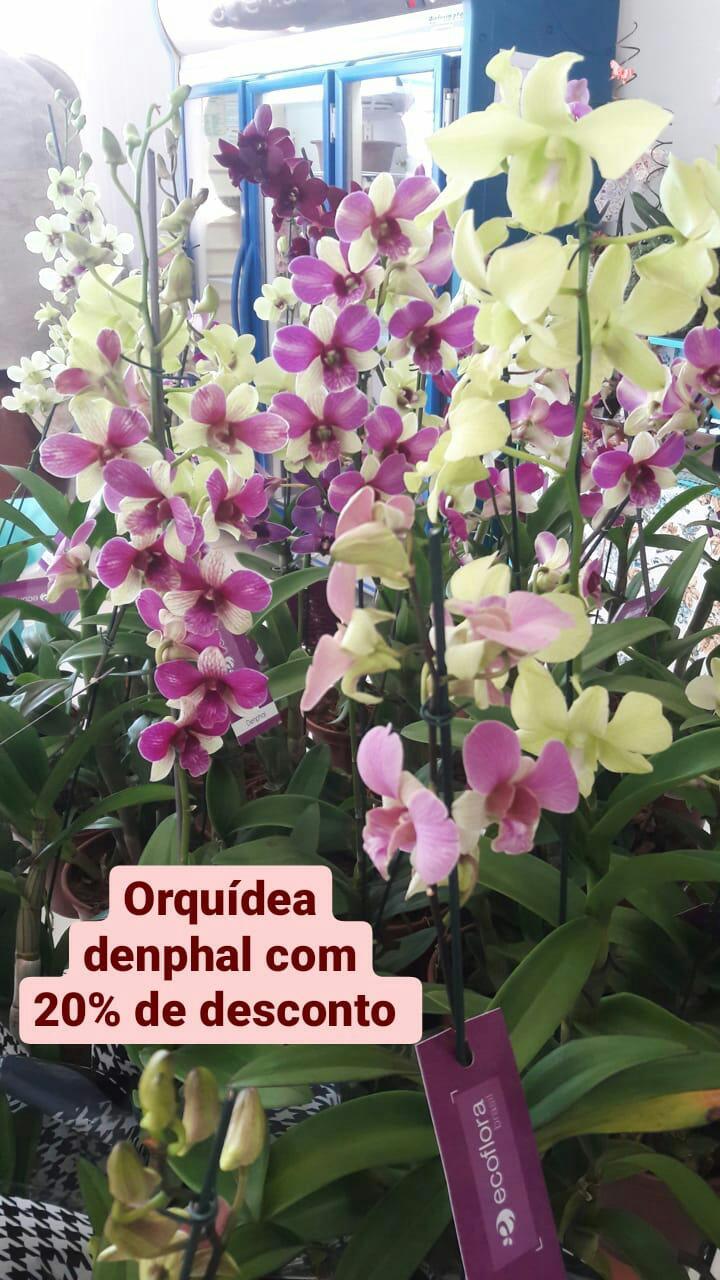 foto de CASA DAS FLORES JARDINS E PRESENTES - Orquídeas Denphal