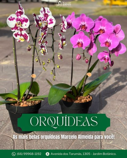 foto de ORQUÍDEAS MARCELO ALMEIDA