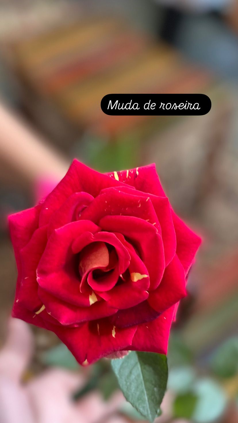 foto de MUDA DE ROSEIRA