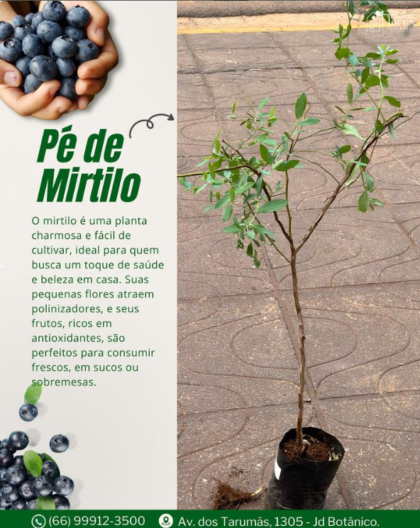 foto de PÉ DE MIRTILO